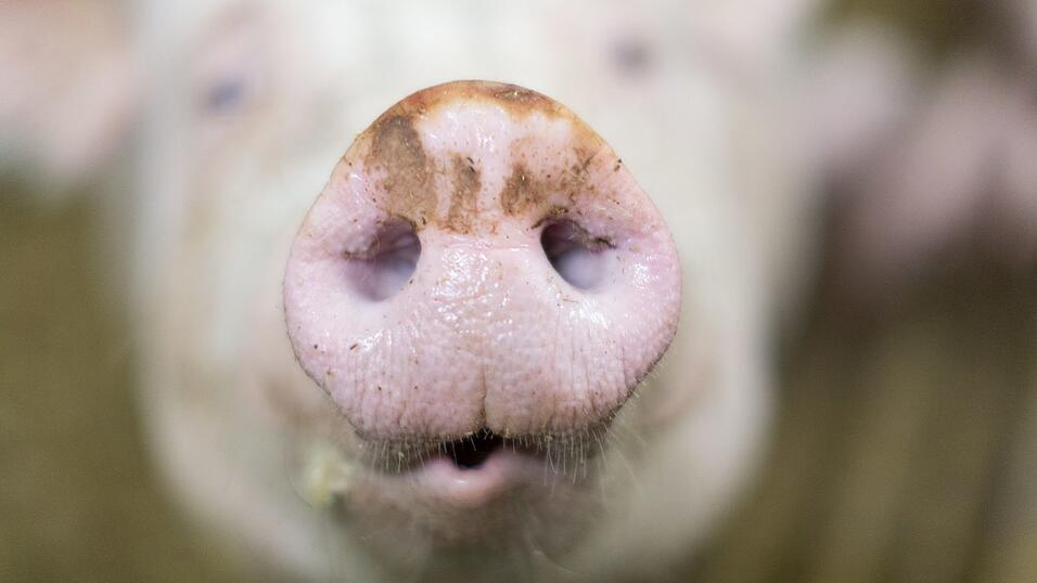 Ein Schweinemastbetrieb m Unterallgäu steht wegen Tierwohlgefährdung am Pranger. (Symbolbild) Ein Schweinemastbetrieb m Unterallgäu steht wegen Tierwohlgefährdung am Pranger. (Symbolbild)