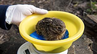 Ein junger Feldhase braucht spezielle Nahrung. Ein junger Feldhase braucht spezielle Nahrung.