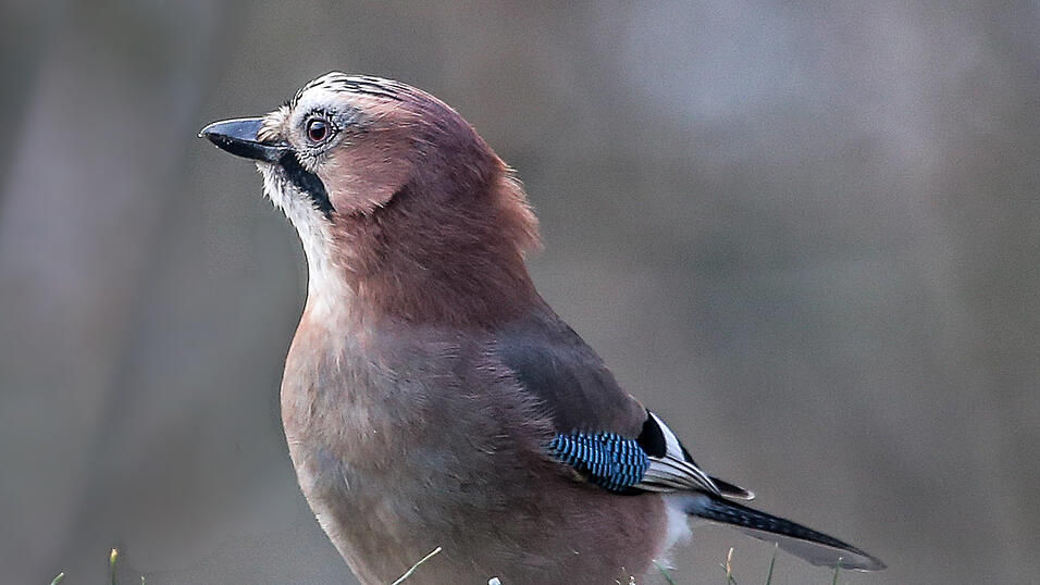 Platz 6: Dieter Renner