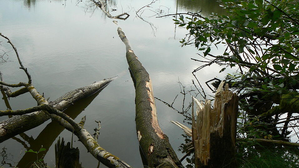 In Wiesenfelden findet sich noch pure Natur mit alten Baumgestalten, Weihern und einem kleinen Bachlauf.