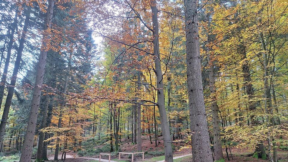 Idylle pur - das Wegenetz, das durch den Naturfriedhof führt.