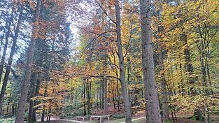 Idylle pur - das Wegenetz, das durch den Naturfriedhof führt.