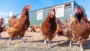 Wieder ist Gefl&uuml;gel aus der Region von der Newcastle-Krankheit betroffen. (Symbolfoto)