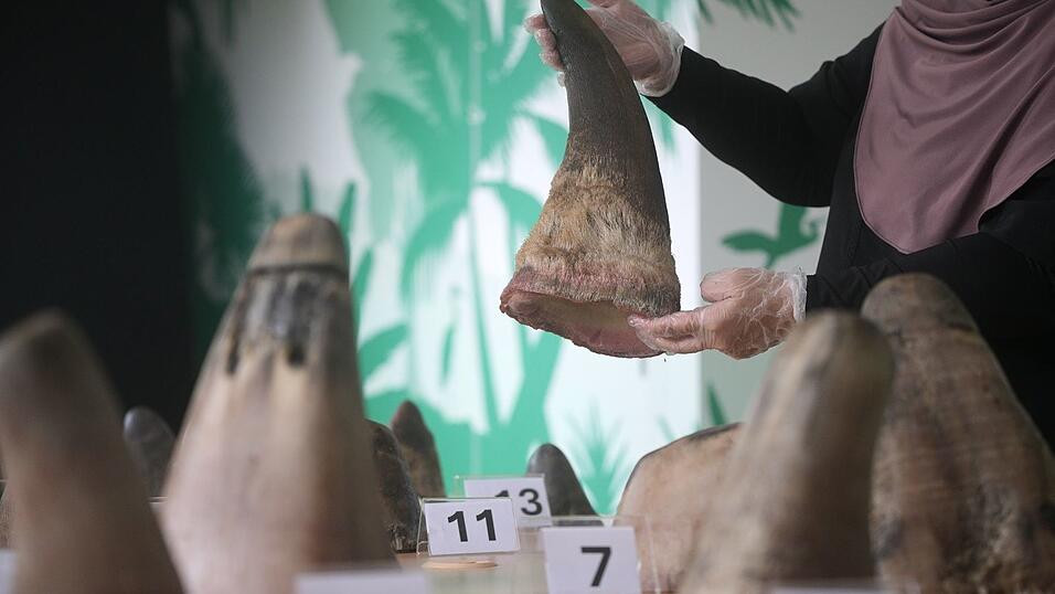 Die H&ouml;rner von Nash&ouml;rnern sind hei&szlig; begehrt - vor allem in Asien.