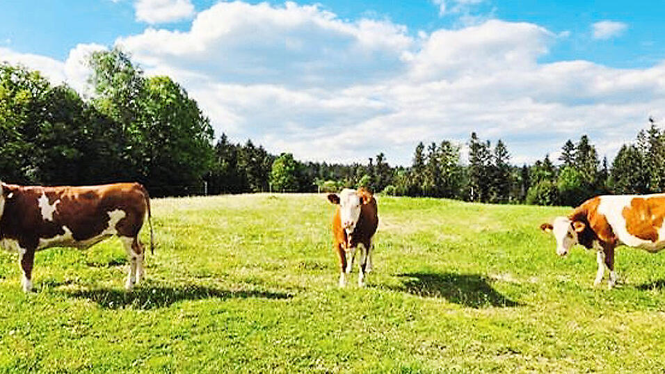 Hochwertige Fleckviehrinder werden bei der Jubil&auml;umsveranstaltung versteigert.