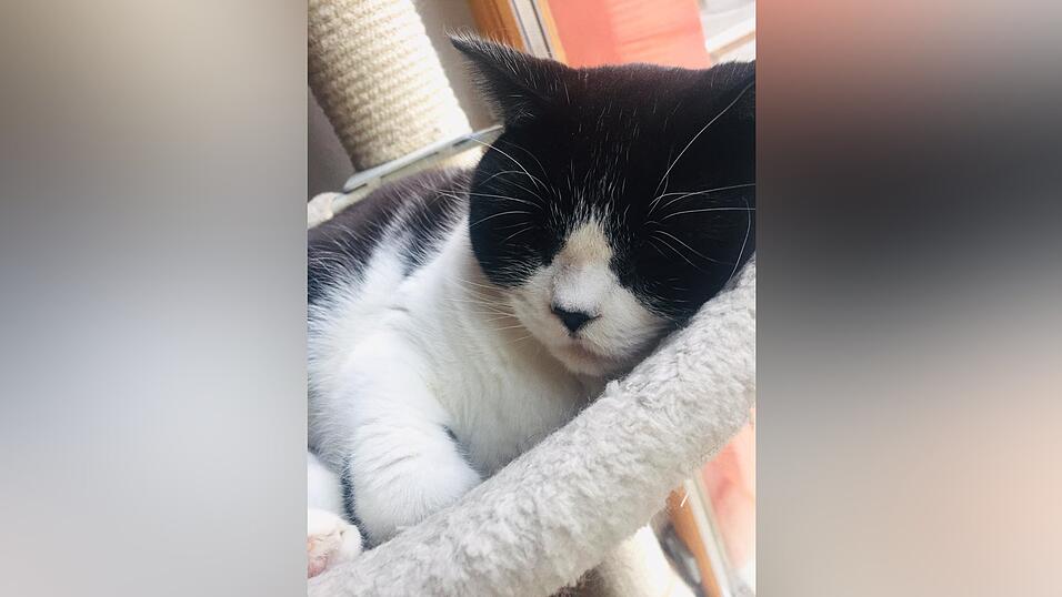 Auch an den sechs tierischen Bewohner des Regensburger Katzentempels geht Corona nicht spurlos vorbei. Die angeordnete Schließung der Gastronomie hat das Leben der Samtpfoten auf den Kopf gestellt. Wo sind bloß all die Spielkameraden hin? Auch an den sechs tierischen Bewohner des Regensburger Katzentempels geht Corona nicht spurlos vorbei. Die angeordnete Schließung der Gastronomie hat das Leben der Samtpfoten auf den Kopf gestellt. Wo sind bloß all die Spielkameraden hin?