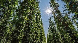 Hopfen im Anbaugebiet Hallertau.