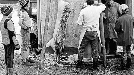 Ein kleiner Festtag: Wenn daheim geschlachtet wurde, gab es viele Leckereien, die man sich sonst teuer kaufen musste.