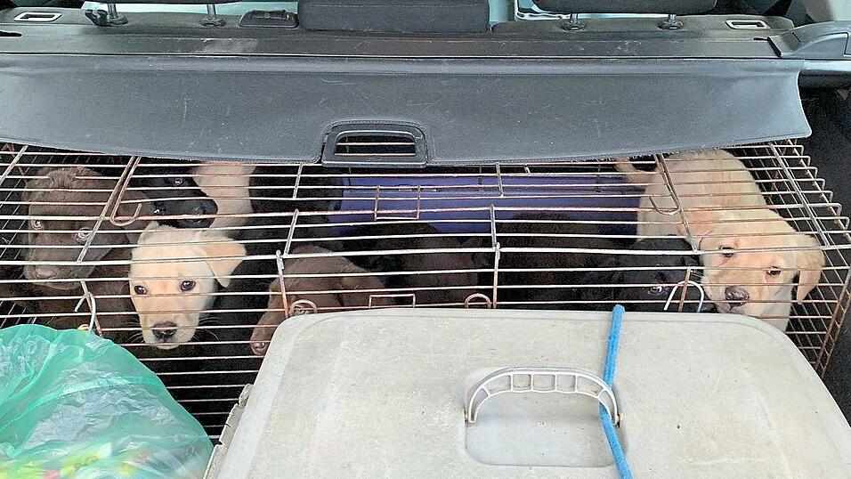 Unter diesen Bedingungen transportierten im Januar 2021 zwei Ungarn 19 Welpen. Nur einer von vielen F&auml;llen, die in der Region Oberpfalz aufgedeckt werden.