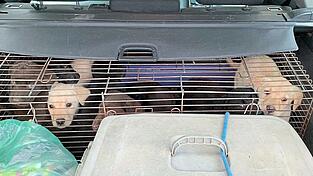 Unter diesen Bedingungen transportierten im Januar 2021 zwei Ungarn 19 Welpen. Nur einer von vielen F&auml;llen, die in der Region Oberpfalz aufgedeckt werden.