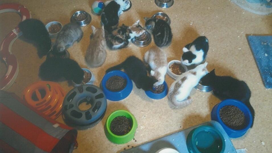 Aktuell leben die Katzen im Gnadenhof. Aktuell leben die Katzen im Gnadenhof.