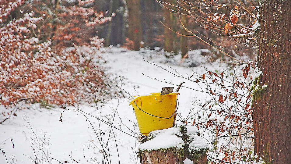 Mit einem Umspannwerk in diesem Waldst&uuml;ck bei Hungersacker k&ouml;nnten Anwohner &bdquo;z&auml;hneknirschend leben&ldquo;.
