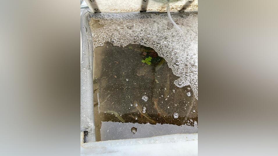 In Wannen und Containern wurde so viele Fische wie möglich gerettet.