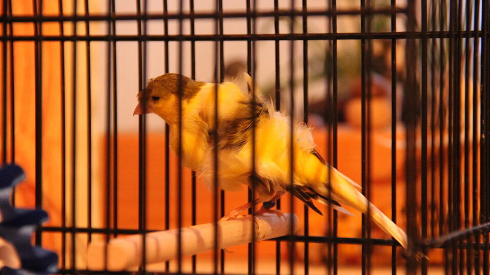 Im Ausstellungskäfig: Dieser Kanarienvogel ist der schönste Fiorino Deutschlands. Im Ausstellungskäfig: Dieser Kanarienvogel ist der schönste Fiorino Deutschlands.