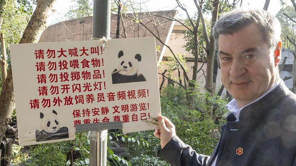 &bdquo;Kein Kommentar&ldquo;: Bringt Ministerpr&auml;sident Markus S&ouml;der zwei Pandas in den Tierpark Hellabrunn? (Archiv)