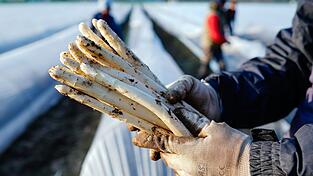 Der Unternehmer soll bei 150 Erntehelfern Sozialabgaben in Millionen-Höhe gespart haben. (Symbolbild) Der Unternehmer soll bei 150 Erntehelfern Sozialabgaben in Millionen-Höhe gespart haben. (Symbolbild)