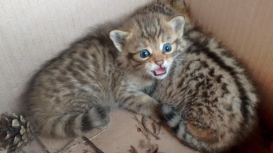 Junge Katzen starten leider oftmals in ein Leben voller Leid, wie der aktuelle Fall wieder zeigt. Dabei k&ouml;nnte durch Kastrationen dem Problem entgegengewirkt werden.