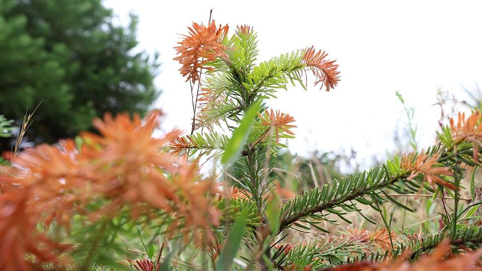 Trockenheit setzt vor allem jungen Christbäumen immer mehr zu. (Archivbild)