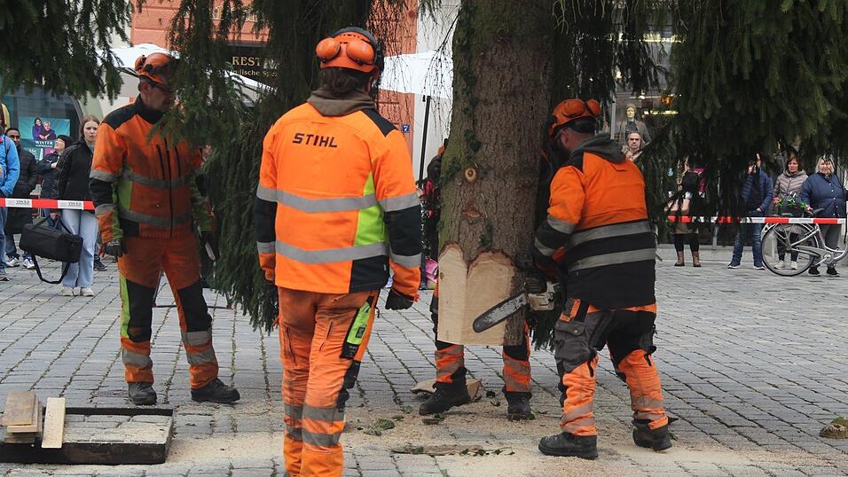 Damit der Baum schön gerade steht, muss er sauber in seinen großen Christbaumständer eingeschnitten und verkeilt werden. Damit der Baum schön gerade steht, muss er sauber in seinen großen Christbaumständer eingeschnitten und verkeilt werden.