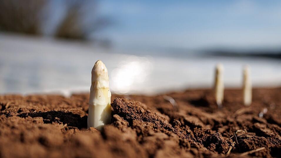 Die ersten bayerischen Spargelh&ouml;fe haben mit der Ernte begonnen.