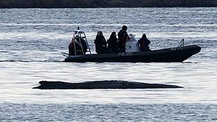 Die Bem&uuml;hungen um den gestrandeten Wal gehen weiter.