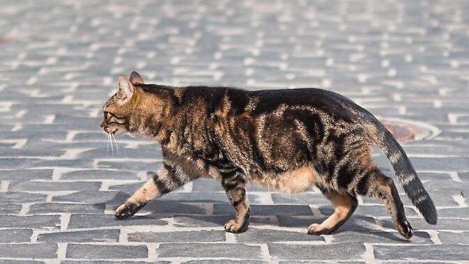 Wohin des Weges? Das fragen sich vermutlich Passanten, wenn eine scheinbar besitzerlose Katze herumläuft. Regens Tierheimleiterin Gaby Wunner über das Problem unkastrierter Tiere. Wohin des Weges? Das fragen sich vermutlich Passanten, wenn eine scheinbar besitzerlose Katze herumläuft. Regens Tierheimleiterin Gaby Wunner über das Problem unkastrierter Tiere.