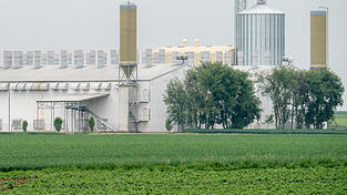 Nach dem Salmonellenskandal bei der Firma 'Bayern-Ei' soll ein Sondergutachter bis Ende Januar seine Empfehlungen vorlegen. Nach dem Salmonellenskandal bei der Firma 'Bayern-Ei' soll ein Sondergutachter bis Ende Januar seine Empfehlungen vorlegen.