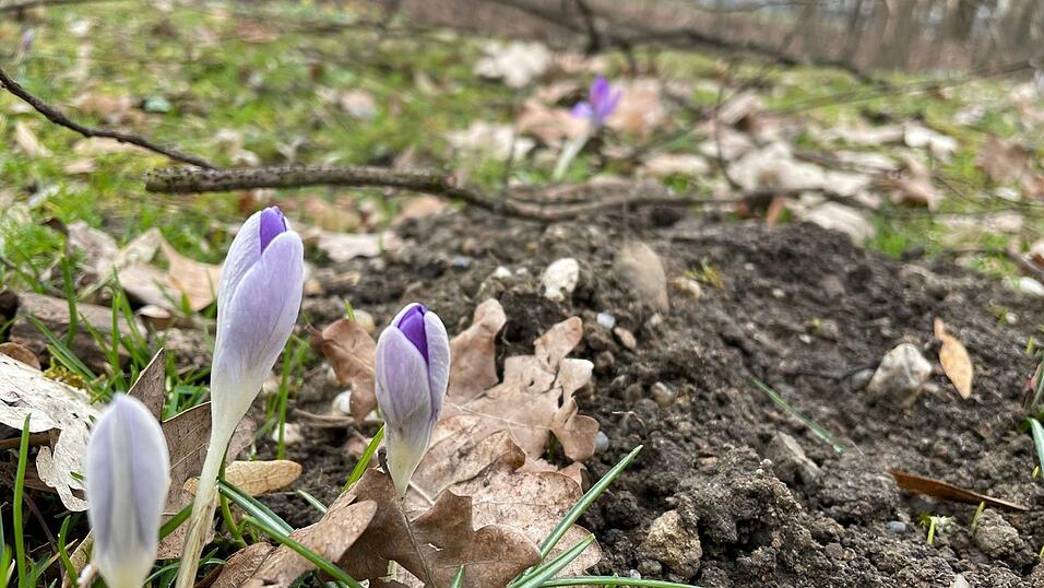 Die Kälte macht den Blumen im Park beim Großparkplatz Am Hagen zu schaffen.