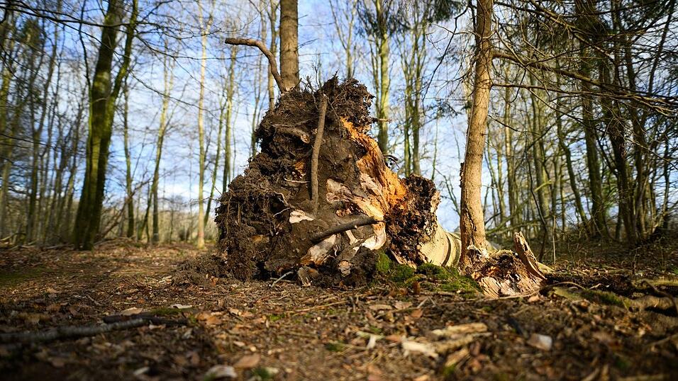 Dieser Baum ist umgest&uuml;rzt.