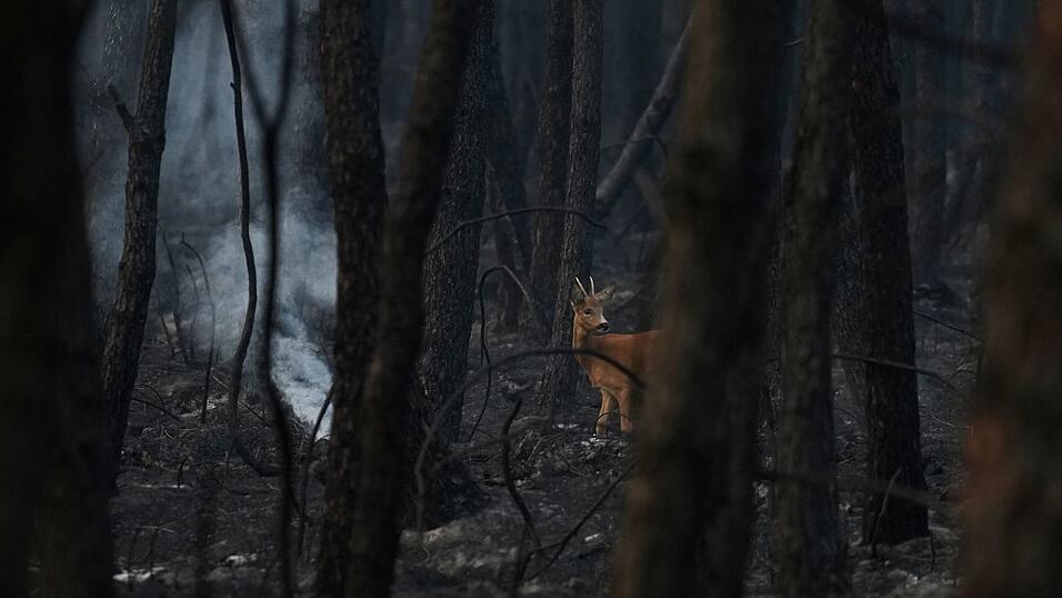 Die Auswirkungen der Waldbr&auml;nde auf Fauna und Flora sind enorm.