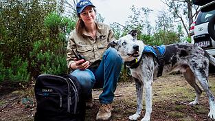 Der Australian Koolie namens Bear hat in seiner Sp&uuml;rhund-Laufbahn mehr als 100 in Not geratene Koalas aufgesp&uuml;rt. Romane Cristescu war eine seiner Hundef&uuml;hrerinnen. (Archivbild)