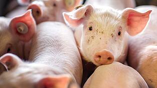 Die Ferkel mussten in eine Notstation f&uuml;r Tiere gebracht werden. (Symbolbild)