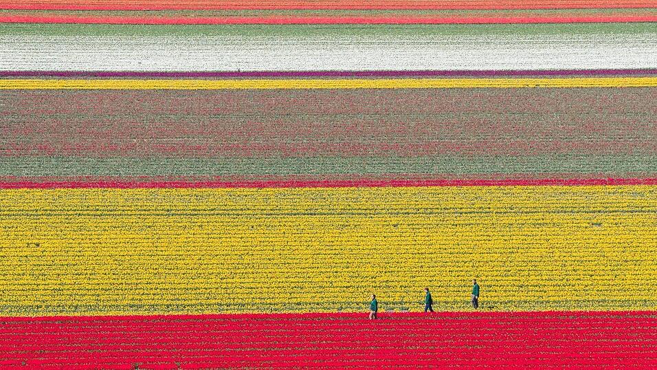Tulpen wachsen zur Zwiebelvermehrung auf einem Tulpenfeld des Eickenhofs im Landkreis Gifhorn.