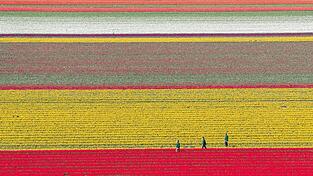 Tulpen wachsen zur Zwiebelvermehrung auf einem Tulpenfeld des Eickenhofs im Landkreis Gifhorn.