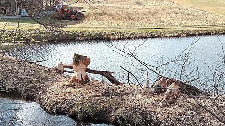 Ja, der Biber, der hat Z&auml;hne ... und die haben hier ganze Arbeit geleistet.
