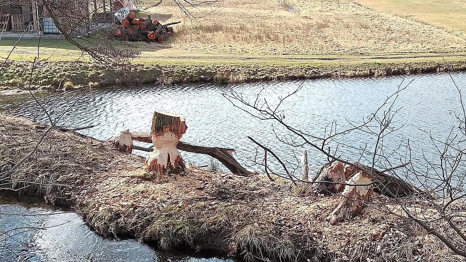 Ja, der Biber, der hat Z&auml;hne ... und die haben hier ganze Arbeit geleistet.