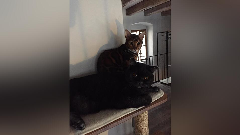 Auch an den sechs tierischen Bewohner des Regensburger Katzentempels geht Corona nicht spurlos vorbei. Die angeordnete Schließung der Gastronomie hat das Leben der Samtpfoten auf den Kopf gestellt. Wo sind bloß all die Spielkameraden hin? Auch an den sechs tierischen Bewohner des Regensburger Katzentempels geht Corona nicht spurlos vorbei. Die angeordnete Schließung der Gastronomie hat das Leben der Samtpfoten auf den Kopf gestellt. Wo sind bloß all die Spielkameraden hin?