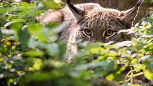 Der im Landkreis Freyung-Grafenau tot aufgefundene Luchs kam nicht durch einen Unfall, sondern durch Menschenhand ums Leben.