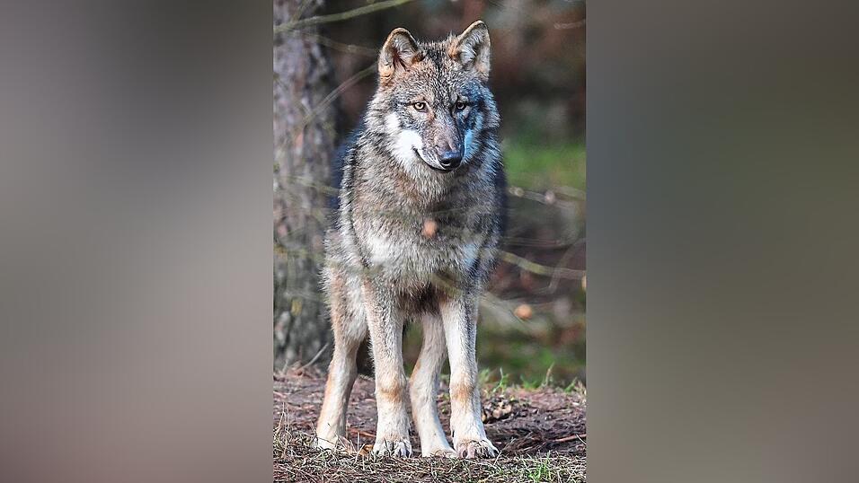Der Wolf erobert sich seine alte Heimat zurück - auch in der Oberpfalz.
