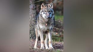 Der Wolf erobert sich seine alte Heimat zurück - auch in der Oberpfalz.