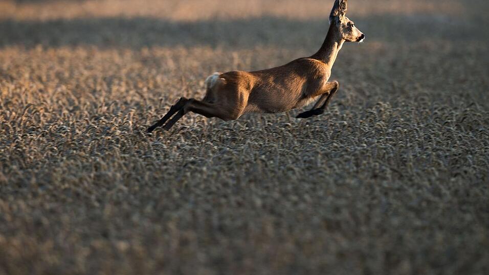 Ein Reh springt bei Sonnenaufgang durch ein Feld.