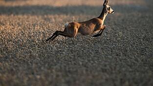 Ein Reh springt bei Sonnenaufgang durch ein Feld.