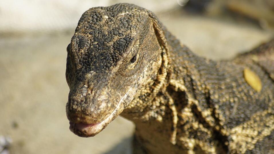 Bindenwarane bev&ouml;lkern die Erde sei Millionen von Jahren.