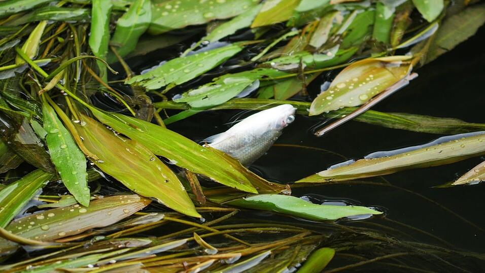 Noch am Freitag trieben in der Großen Laber viele tote Fische.