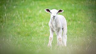 In der Oberpfalz haben zwei Männer mutmaßlich ein Lamm illegal geschächtet. (Symbolbild) In der Oberpfalz haben zwei Männer mutmaßlich ein Lamm illegal geschächtet. (Symbolbild)