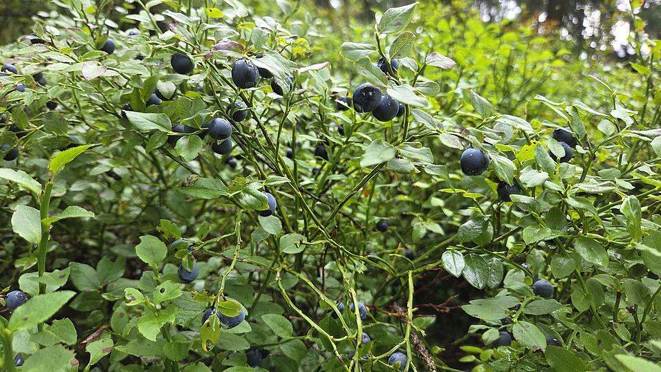 An fast jedem Strauch h&auml;ngen unz&auml;hlige Heidelbeeren. Das feuchte Klima im Juli scheint den Pflanzen gutgetan zu haben.