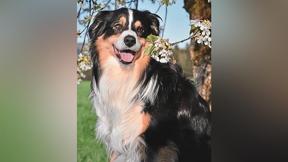 F&uuml;r seinen Einsatz bekam Benny nat&uuml;rlich eine Extraportion Leckerlis.