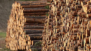 Im Mai 2022 wurde Holz aus einem Thurn-und-Taxis-Wald bei Wiesent gestohlen. Die Verladung kam einem Zeugen seltsam vor. Das war der Auftakt zu umfangreichen Ermittlungen.