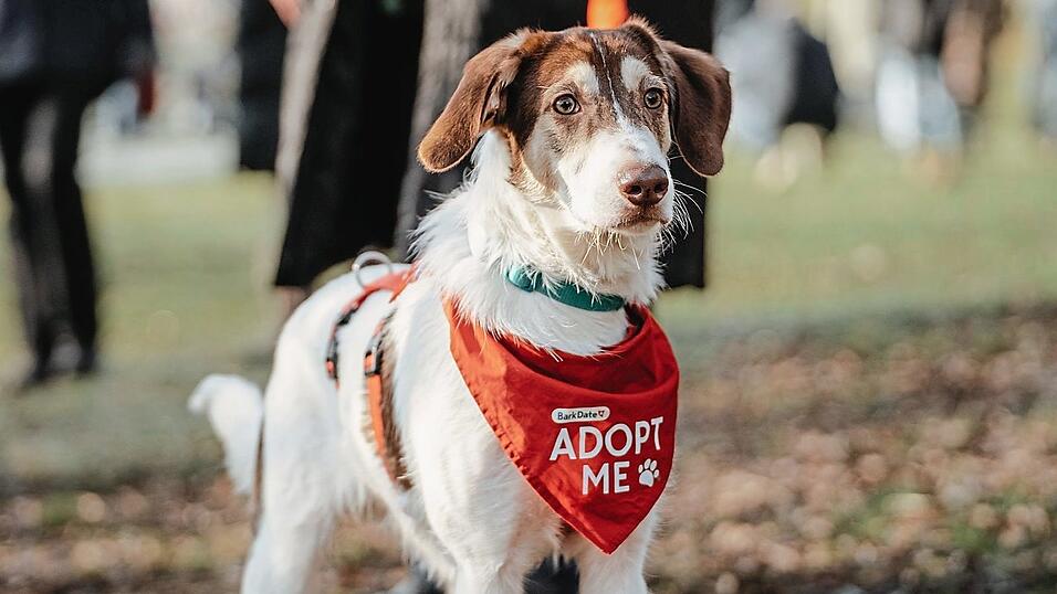 Dieser Hund war einem fr&uuml;heren Bark Date in Regensburg, um vermittelt zu werden.