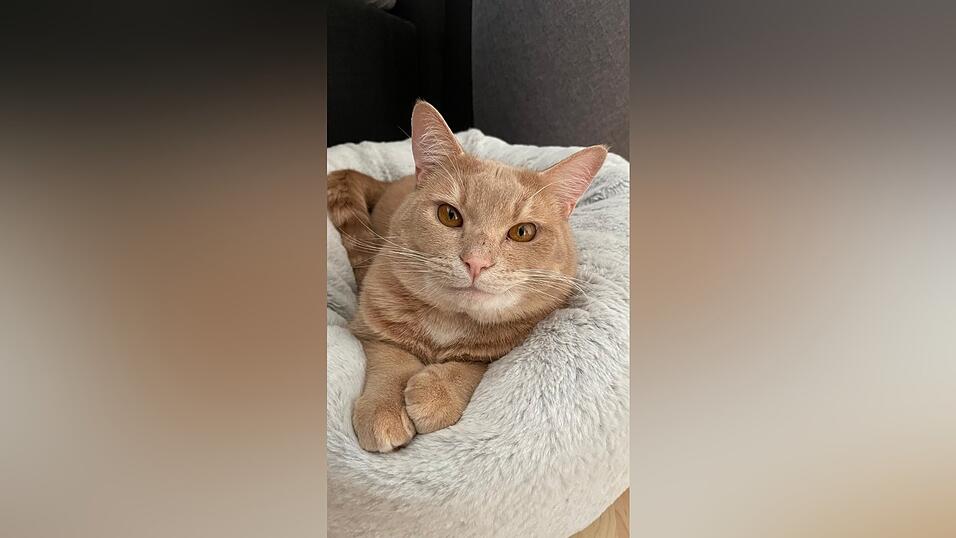 Kater Brioche genießt sein neues Leben.